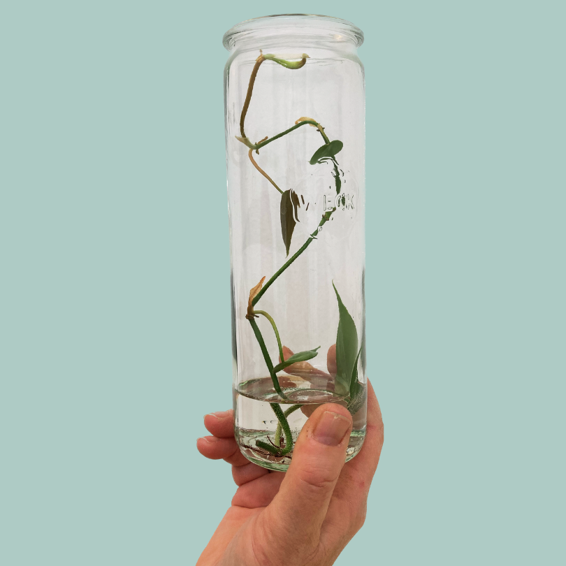 Philodendron scandens Ableger PFLANZENBABY