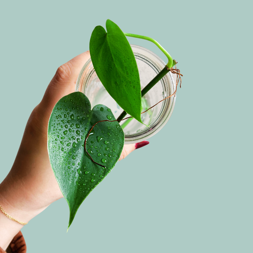 Philodendron scandens Ableger PFLANZENBABY